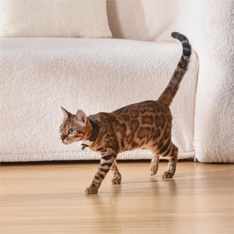 Engage Your Cat with the Ultimate Pet Cat Toy Laser Collar